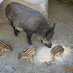 בית חווה Costiolu נואורו