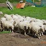 Costiolu