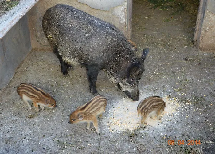 农家乐 Costiolu 努奥罗