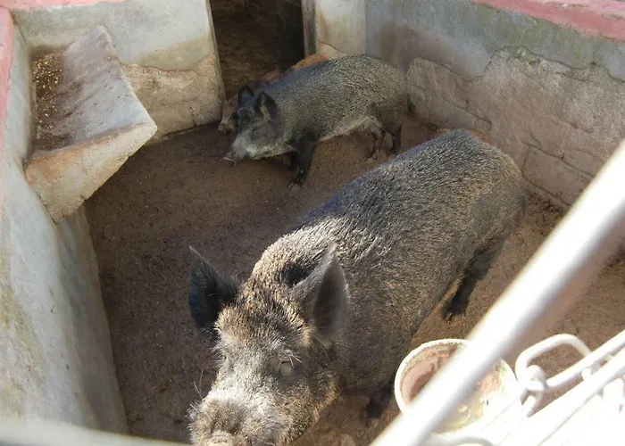 Costiolu * 努奥罗